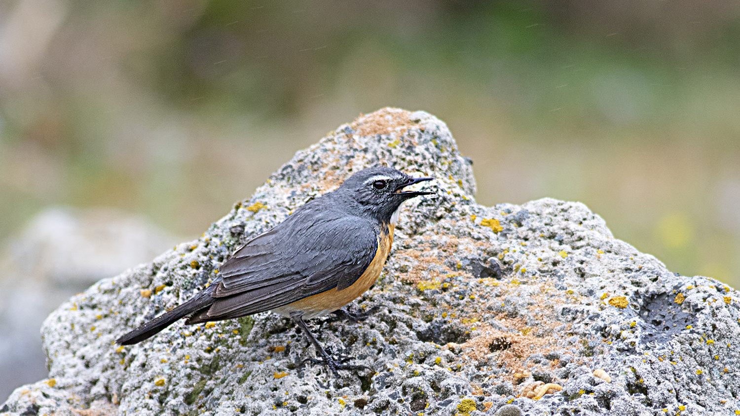 Rufous-tailed Rock-Thrush
